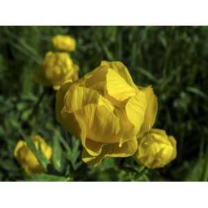 Europäische Trollblume, Trollius europaeus