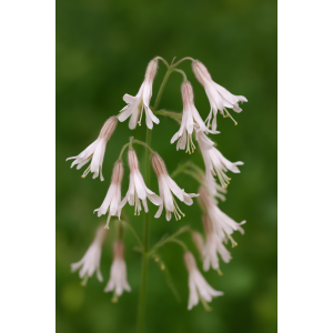 Silene nutans
