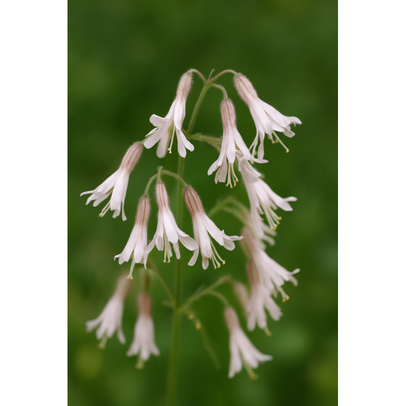 Nickendes Leimkraut, Silene nutans heimische Wildstaude ( Produktfoto )