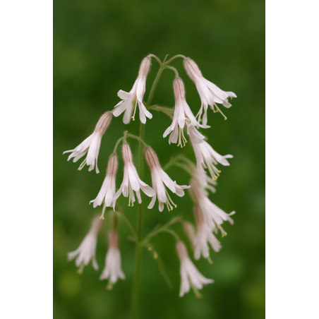 Nickendes Leimkraut, Silene nutans heimische Wildstaude ( Produktfoto )