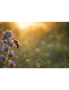 Natternkopf Echium vulgare - heimische Wildstaude Produktbild 2