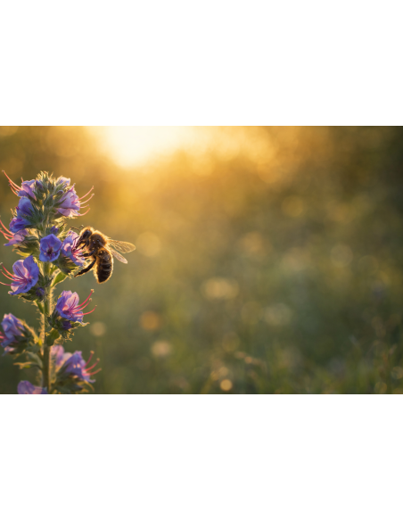 Gemeiner Natternkopf Echium vulgare Saatgut | Gärtnerei Hüskes