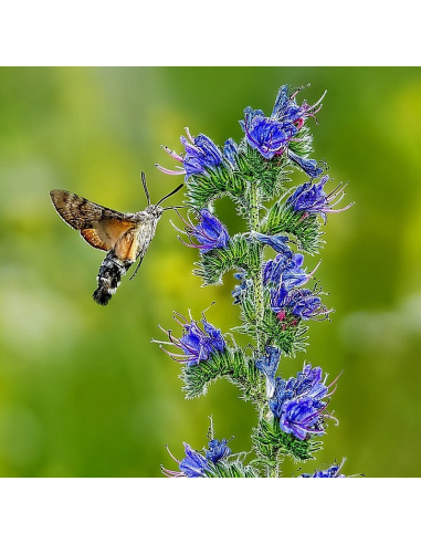 Natternkopf Echium vulgare - heimische Wildstaude Produktbild