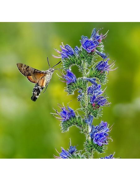 Gemeiner Natternkopf Echium vulgare Saatgut | Gärtnerei Hüskes