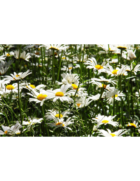 Wiesen-Margeritte, Leucanthemum vulgare - heimische Wildstaude Produktfoto