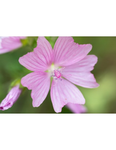 Moschus-Malve, Malva moschata Saatgut | Gärtnerei Hüskes