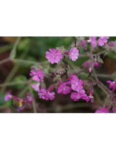 Rote Lichtnelke Silene dioica - heimische WIldstaude Produktfoto