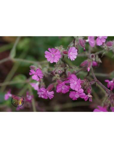 Rote Lichtnelke Silene dioica - heimische WIldstaude Produktfoto