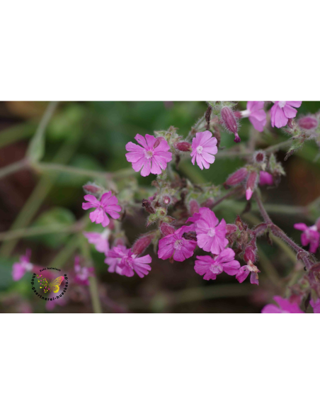 Rote Lichtnelke Silene dioica - heimische WIldstaude Produktfoto