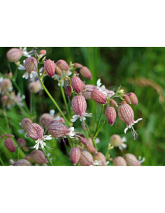 Leimkraut Gewöhnliches, Silene vulgaris - heimische Wildstaude Produktfoto