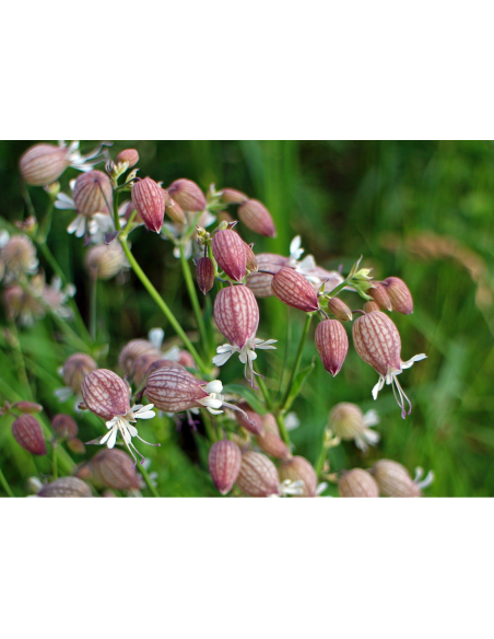 Leimkraut Gewöhnliches, Silene vulgaris - heimische Wildstaude Produktfoto