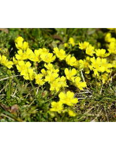 Silber-Fingerkraut Potentilla argentea - heimische Wildstaude Produktfoto