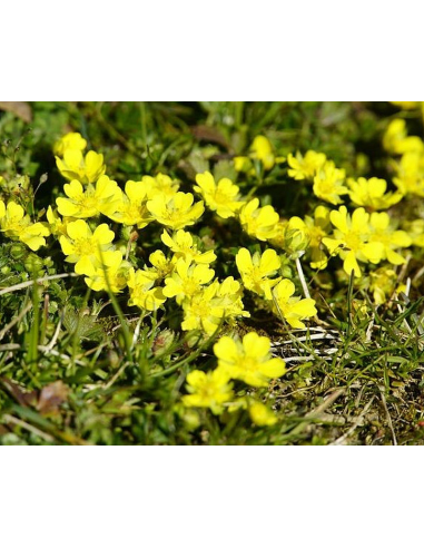 Silber-Fingerkraut Potentilla argentea - heimische Wildstaude Produktfoto