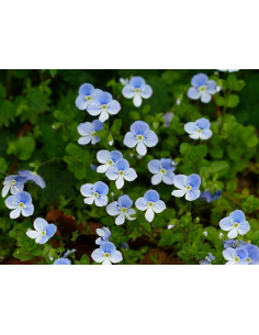 Gamander-Ehrenpreis Veronica chamaedrys - heimische Wildstaude Produktfoto