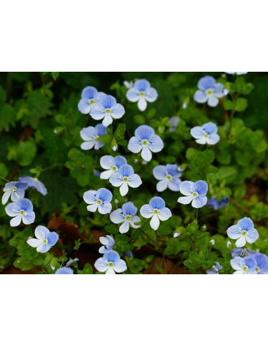 Gamander-Ehrenpreis Veronica chamaedrys - heimische Wildstaude Produktfoto