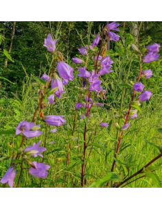 Glockenblume Nesselblättrige - heimische Wildstaude Produktfoto