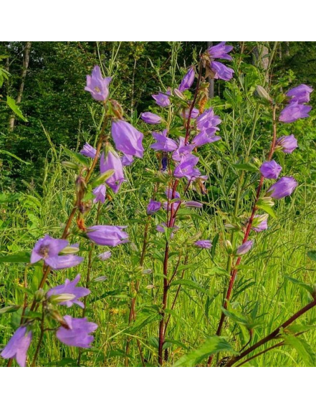 Glockenblume Nesselblättrige - heimische Wildstaude Produktfoto