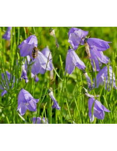 Glockenblume Rundblättrige Campanula rotundifolia Saatgut | Gärtnerei Hüskes