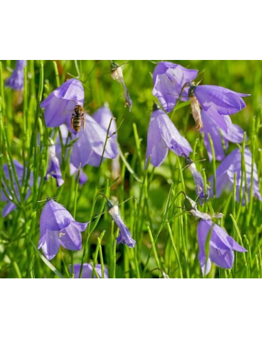 Glockenblume Rundblättrige Campanula rotundifolia - heimische Wildstaude Produktfoto