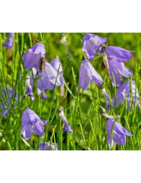 Glockenblume Rundblättrige Campanula rotundifolia - heimische Wildstaude Produktfoto