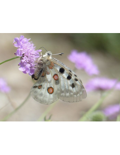 Wiesen-Witwenblume Knautia arvensis - einheimische Wildstaude Produktfoto