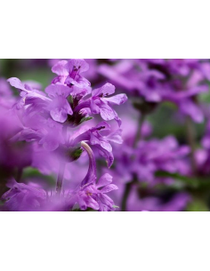 Heil-Ziest Betonica officinalis - heimische Wildstaude Produktfoto