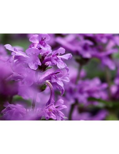Heil-Ziest Betonica officinalis - heimische Wildstaude Produktfoto