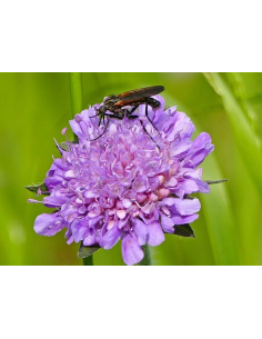 Taubenscabiose Scabiosa columbaria Saatgut | Gärtnerei Hüskes