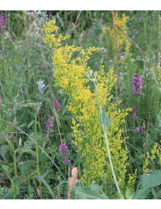 Echtes Labkraut Galium vernum - heimische Wildstaude Produktfoto
