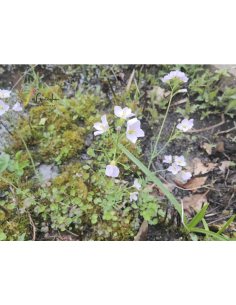 Wiesenschaumkraut Cardamine pratensis - heimische Wildstaude Produktfoto