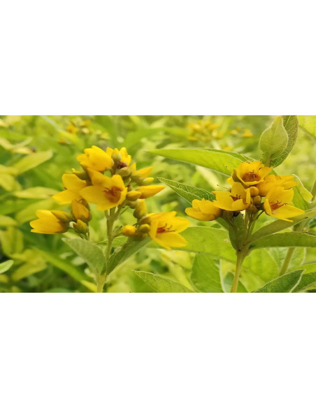 Gewöhnlicher Gilbweiderich, Lysimachia vulgaris Saatgut | Gärtnerei Hüskes