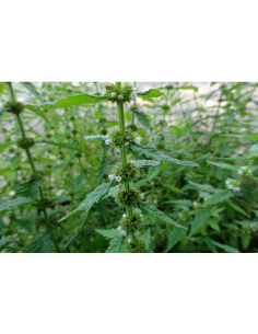 Ufer-Wolfstrapp, Lycopus europaeus Saatgut | Gärtnerei Hüskes