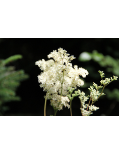Mädesüß, Filipendula ulmaria Saatgut | Gärtnerei Hüskes
