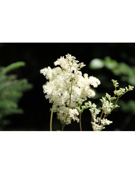 Mädesüß, Filipendula ulmaria - heimische Wildstaude Produktfoto