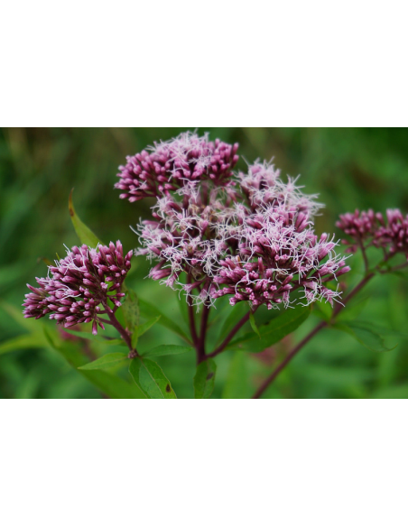 Wasserdost, Eupatorium cannabinum - heimische Wildstaude Produktfoto