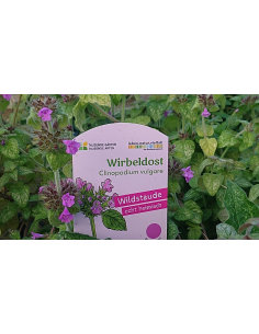 Gemeiner Wirbeldost Clinopodium vulgare - heimische Wildstaude Produktfoto