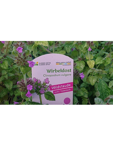 Gemeiner Wirbeldost Clinopodium vulgare - heimische Wildstaude Produktfoto