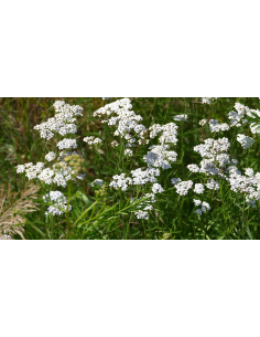 Sumpf-Schafgarbe Achillea ptarmica - heimische Wildstaude Produktfoto