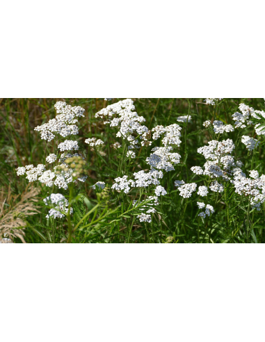 Sumpf-Schafgarbe Achillea ptarmica - heimische Wildstaude Produktfoto