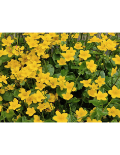 Sumpf-Dotterblume, Caltha palustris - heimische Wildstaude Produktfoto