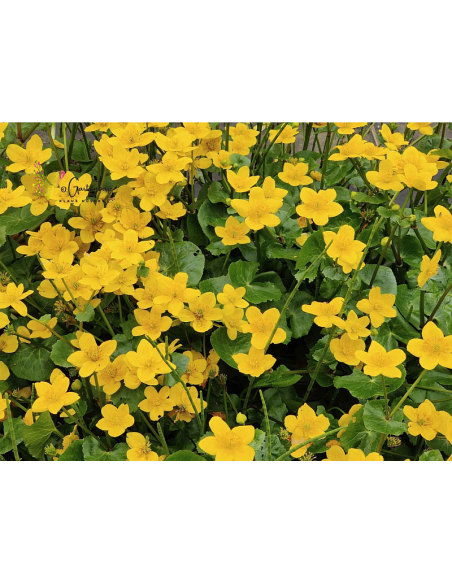 Sumpf-Dotterblume, Caltha palustris Saatgut | Gärtnerei Hüskes