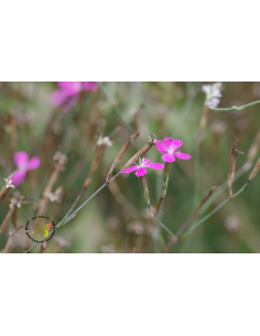 Heide-Nelke Dianthus deltoides - heimische Wildstaude Produktfoto