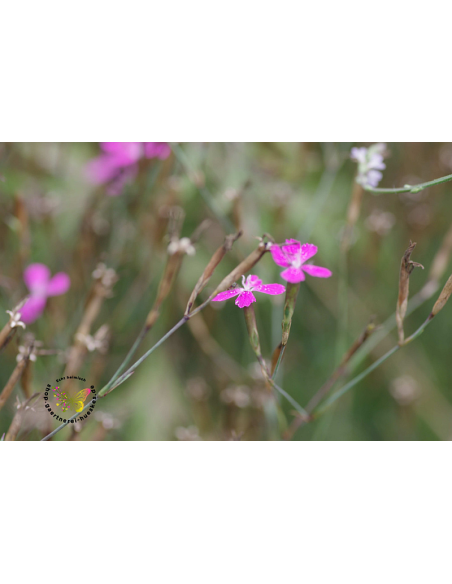 Heide-Nelke Dianthus deltoides - heimische Wildstaude Produktfoto