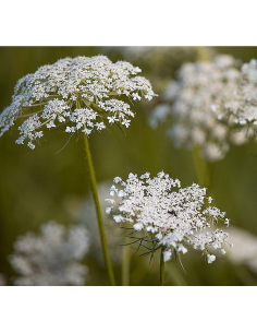 Wilde Möhre Daucus Carota - hiemische Wildstaude Produktfoto