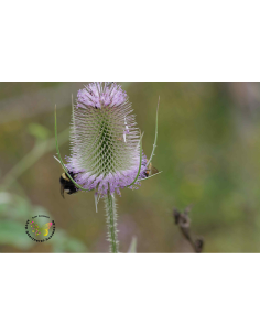 Wild - heimische Wildstaude Produktfotoe Karde Dipsacus fullonum