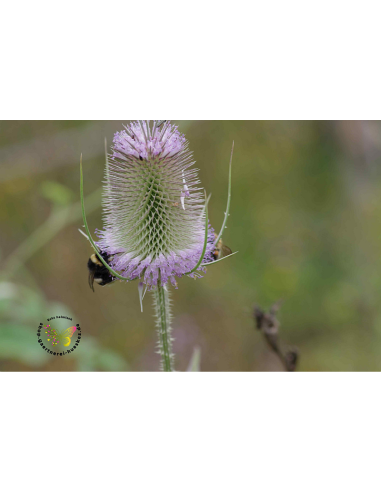 Wild - heimische Wildstaude Produktfotoe Karde Dipsacus fullonum