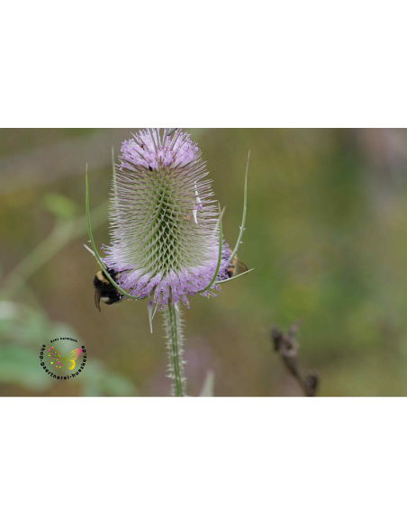 Wild - heimische Wildstaude Produktfotoe Karde Dipsacus fullonum