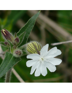 Weiße Lichtnelke Nacht-Lichtnelke Silene latifolia alba - heimische Wildstaude Produktfoto
