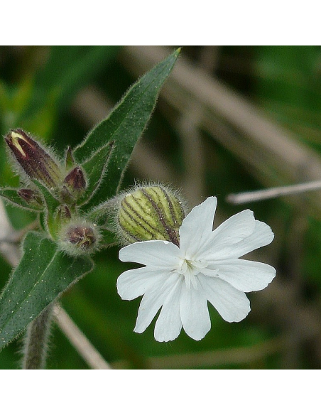 Weiße Lichtnelke Nacht-Lichtnelke Silene latifolia alba - heimische Wildstaude Produktfoto
