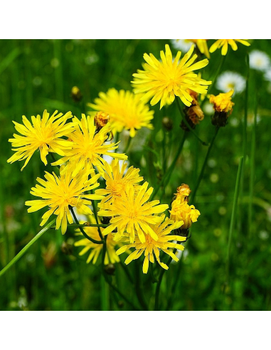 Wiesen-Bocksbart Tragopogon pratensis - heimische Wildstaude Produktfoto